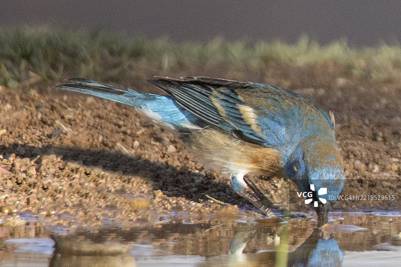 蓝色小雀雄鸟在饮水图片素材