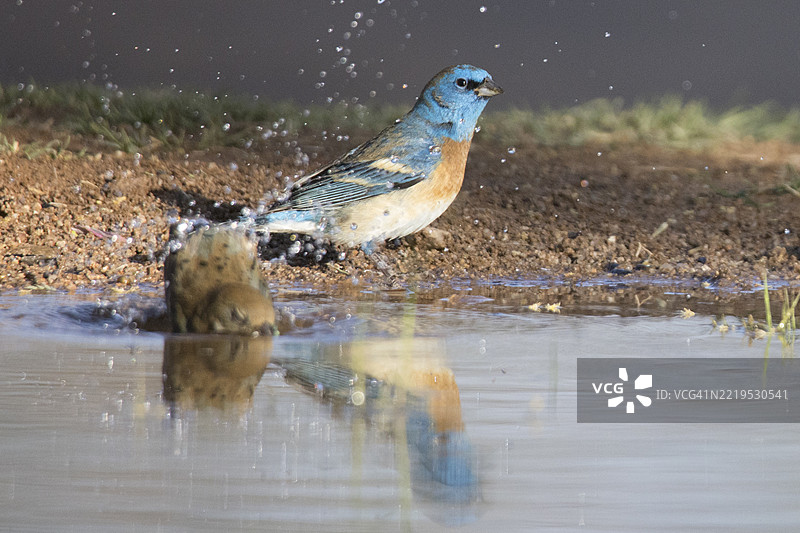 蓝色雀鸟雌鸟在洗澡时溅起水花，雄鸟在旁观看图片素材