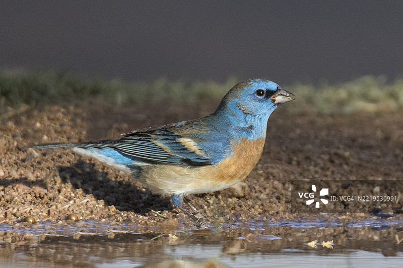 蓝色小雀雄鸟在饮水图片素材