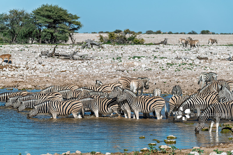 野生草原上的斑马，非洲动物图片素材