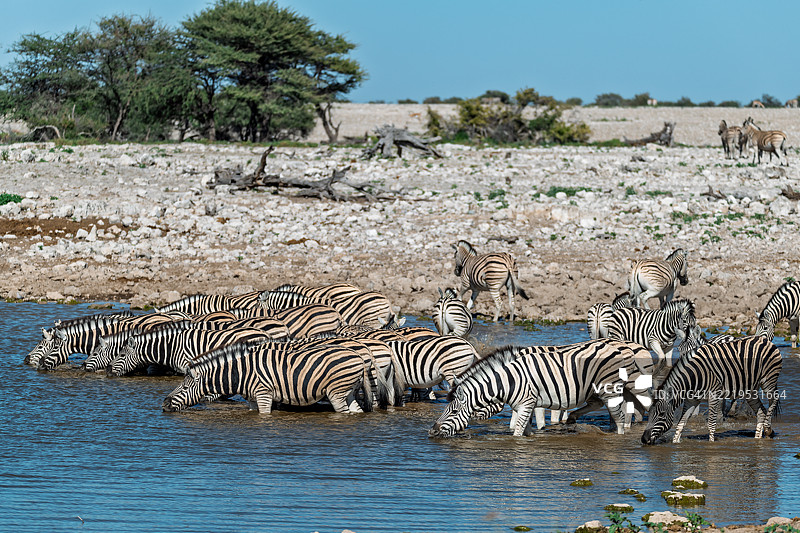 野生草原上的斑马，非洲动物图片素材
