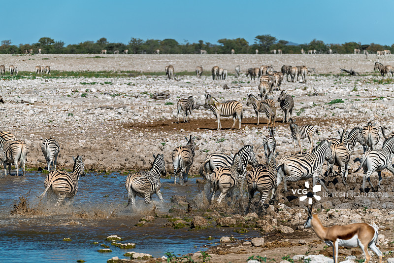 野生草原上的斑马，非洲的动物图片素材