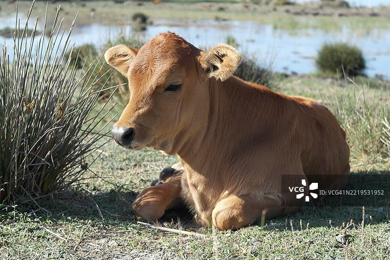 田野上坐着的牛特写图片素材