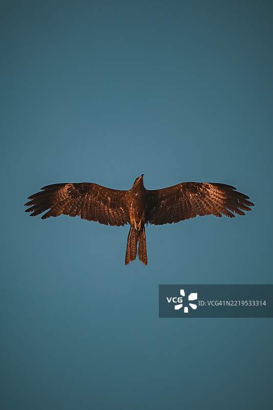 低角度视图的鹰在晴朗的天空中飞翔图片素材