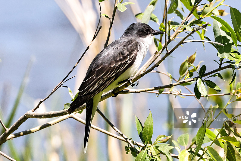 树上栖息的鸣禽特写，布莱尔，内布拉斯加州，美国图片素材