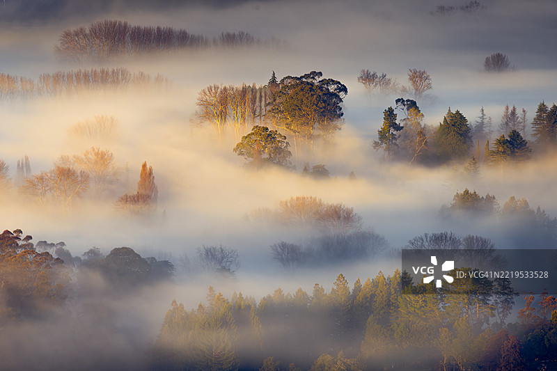 雾天森林中的树木与天空相映成趣图片素材