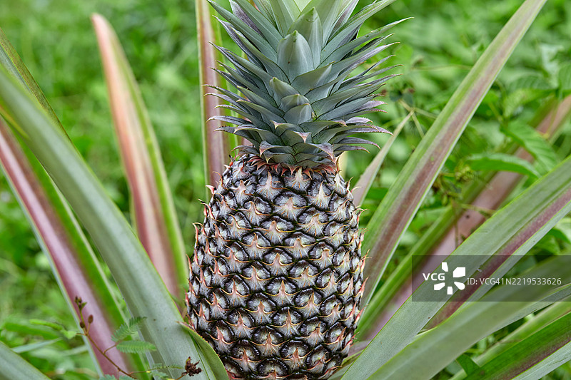 菠萝特写镜头图片素材