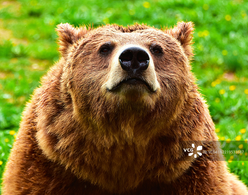 欧洲棕熊的肖像图片素材