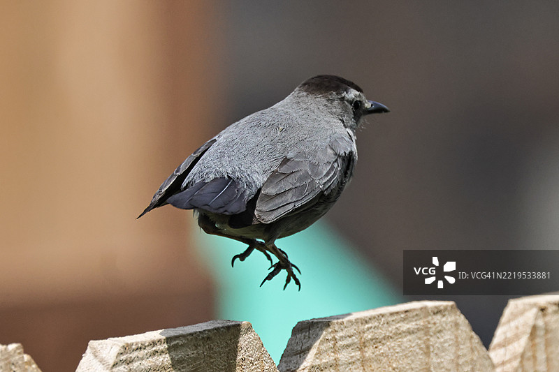 在围栏上快速跳跃，布莱尔，内布拉斯加州，美国图片素材