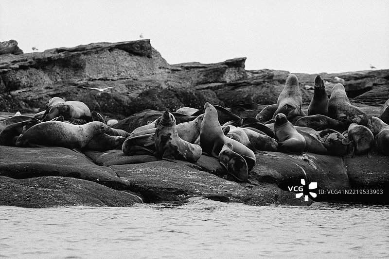 加拿大野生水道的鲱鱼产卵与海洋冒险图片素材