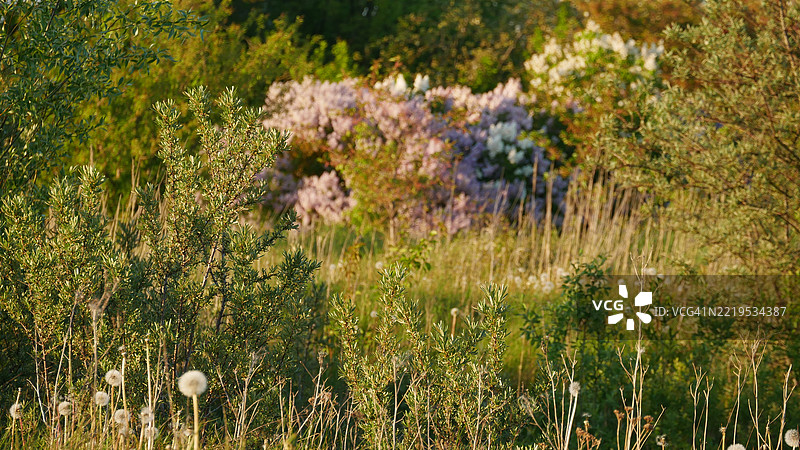 田野上开花植物的特写图片素材