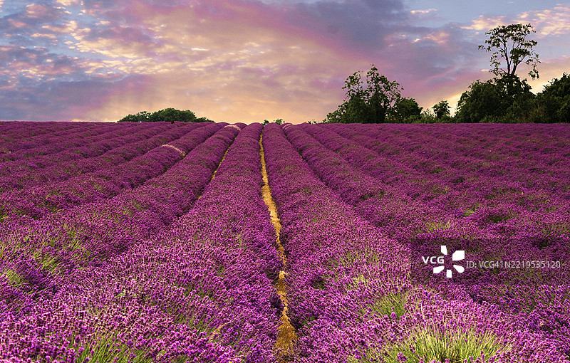 薰衣草田与天空的美丽景色图片素材