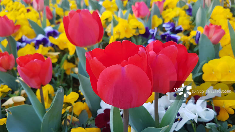 红色郁金香的特写镜头图片素材