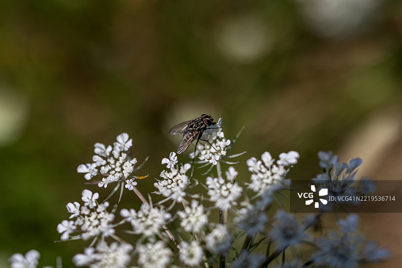 法国乡村的野胡萝卜花上的蜜蜂图片素材