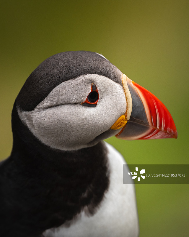 挪威的大西洋海雀特写镜头图片素材
