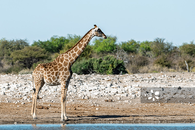 野生草原上的长颈鹿，非洲的动物图片素材