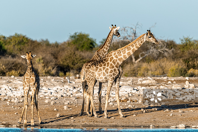野生草原上的长颈鹿，非洲的动物图片素材