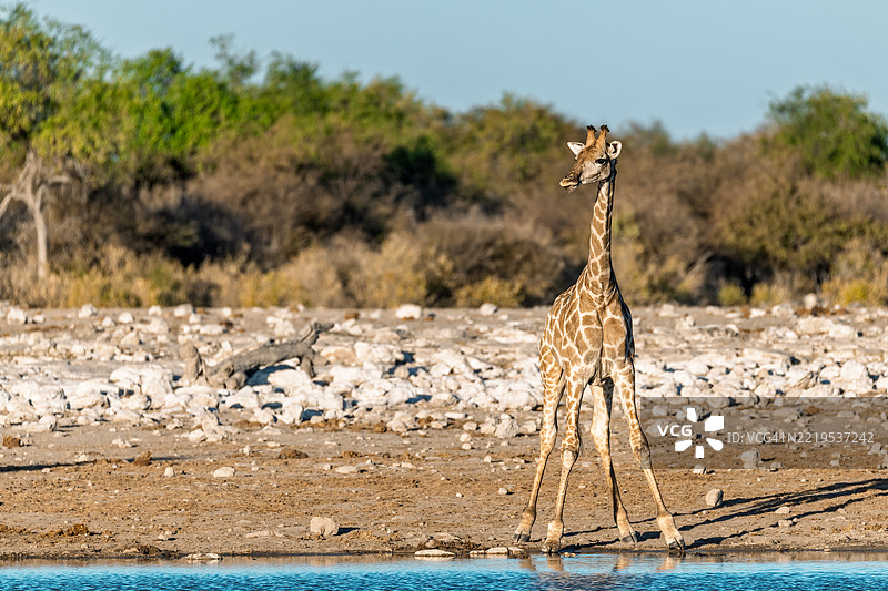 野生草原上的长颈鹿，非洲的动物图片素材