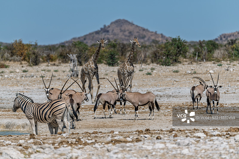 野生草原上的斑马，非洲动物图片素材