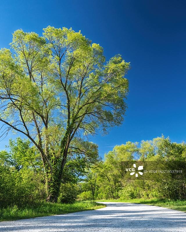 道路旁的树木与晴朗的蓝天，西德莫因，爱荷华州，美国图片素材