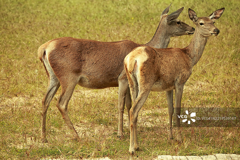 侧面视角的鹿站在田野上图片素材