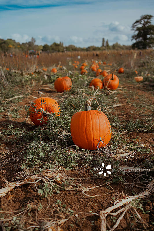 田野上南瓜的景观，背景是天空，纽约，美国图片素材
