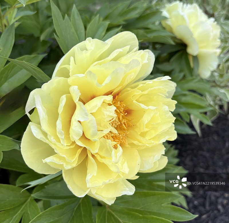 黄色玫瑰的特写，印第安纳州诺布尔斯维尔，美国图片素材