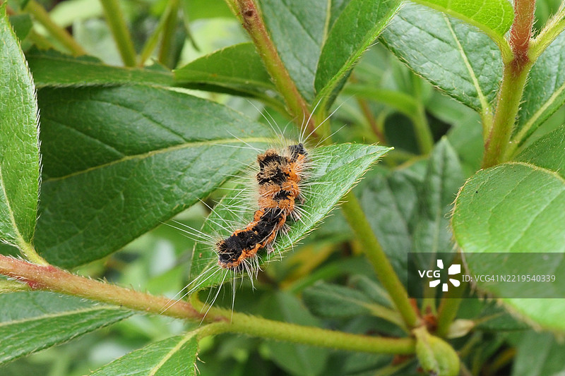日本植物上的昆虫特写图片素材