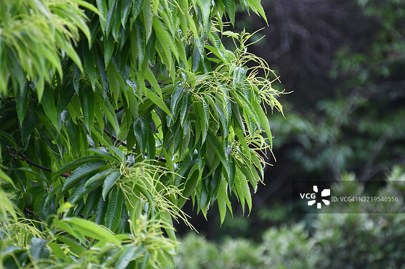 日本松树特写图片素材