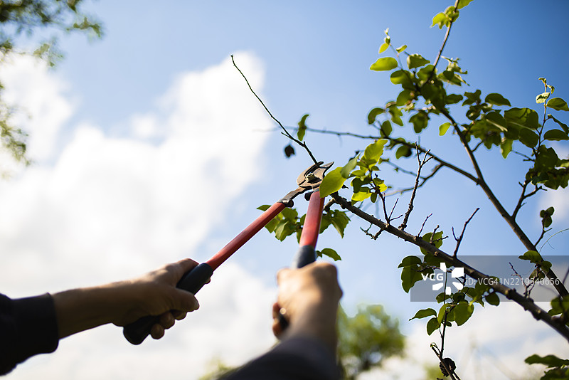 从下方看园丁的手在修剪树木，修枝剪在蓝天背景下剪断树枝。图片素材