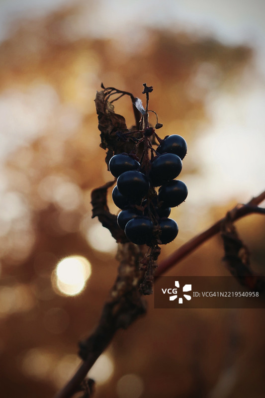 植物上的浆果特写，康科德，新罕布什尔州，美国图片素材