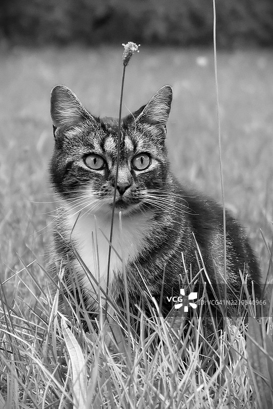 坐在草地上的猫的肖像，克莱蒙特，新罕布什尔州，美国图片素材