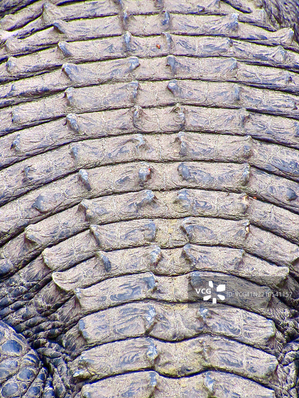 佛罗里达州，美国，鳄鱼背部的全景纹理特写图片素材