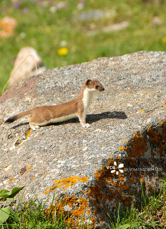 高角度视图的啮齿动物在岩石上图片素材
