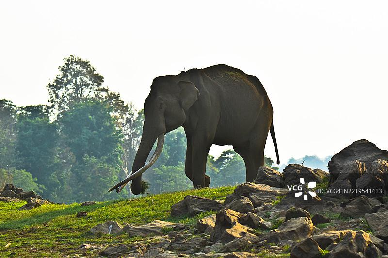 侧面视图的印度亚洲象站在岩石上，背景是天空。图片素材
