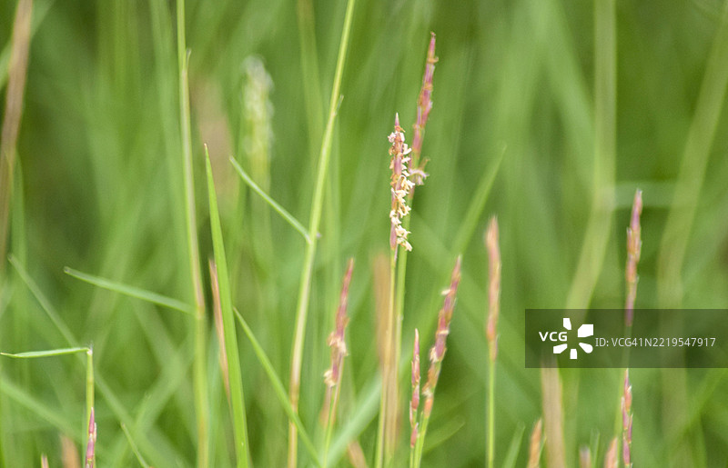 柔焦绿草与细腻的种子头图片素材