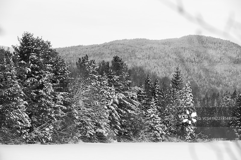 雪地上树木与天空相映成趣图片素材