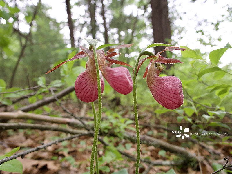 红色开花植物的特写，马萨诸塞州韦斯顿，美国图片素材