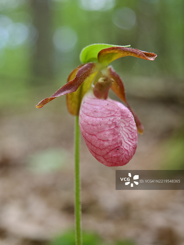 红色花蕾特写，马萨诸塞州韦斯顿，美国图片素材