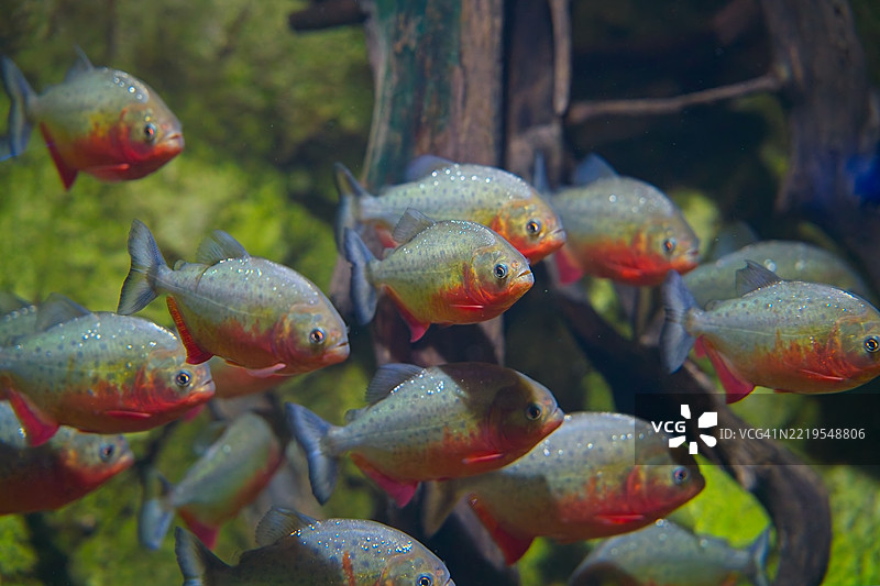 食人鱼在寻找下一顿美餐，俄亥俄州托莱多，美国图片素材