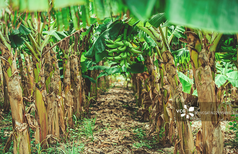 在尼加拉瓜马那瓜的菜园中收获绿色香蕉图片素材