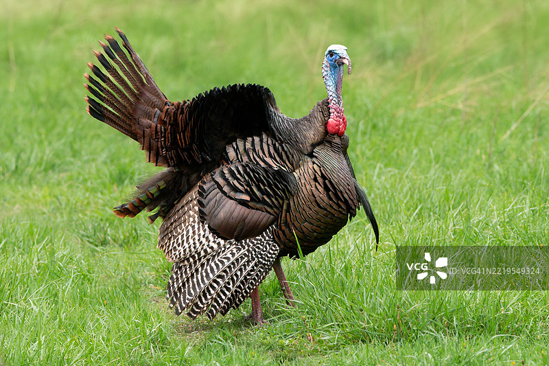 田野上的火鸡特写图片素材