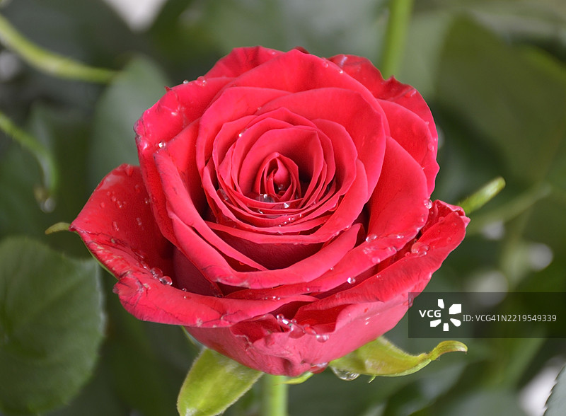 红玫瑰花瓣上的水滴特写，花中之王图片素材