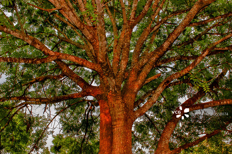 低角度视图的树木与天空，德克萨斯州圣安东尼奥，美国图片素材