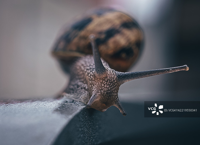 蜗牛特写镜头图片素材