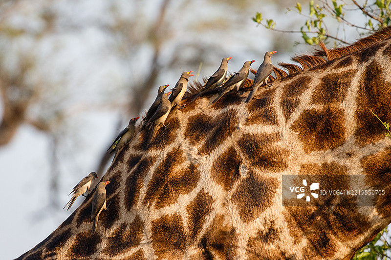 长颈鹿背上的鸟儿图片素材