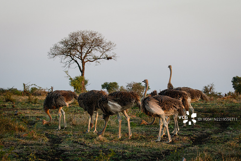 一群羊图片素材