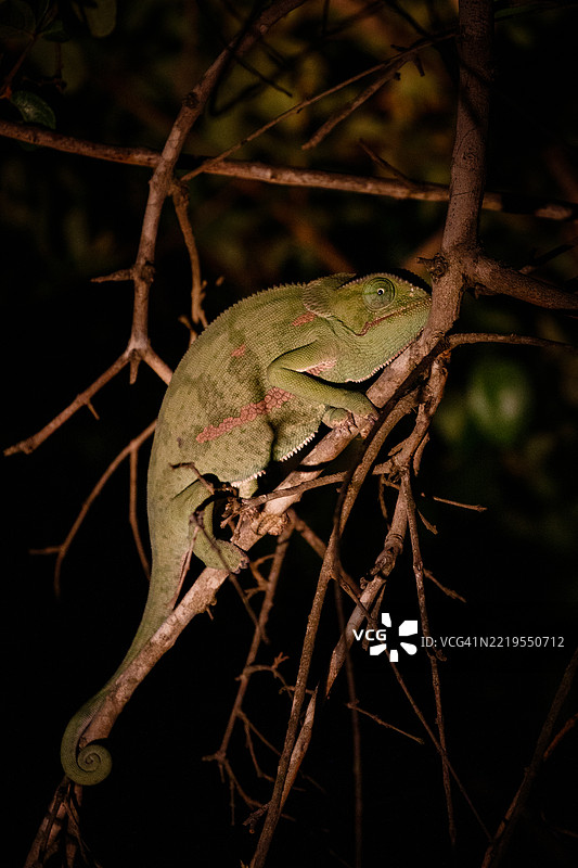 Close-up of chameleon on branch图片素材