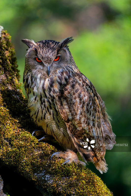 猫头鹰栖息在树上的特写镜头图片素材