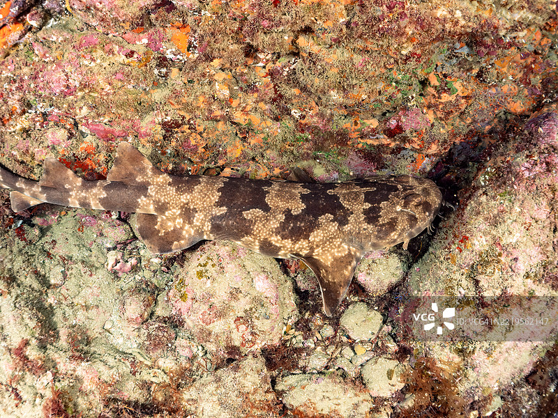 日本扁鲨,Orectolobus japonicus,鲨鱼,位于海洞中。它们通常生活在较深的水域,但在初夏时会来到浅海洞中产仔。图片素材